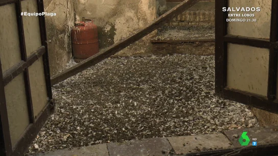 "Es una locura, no sabemos qué hacer": la desesperación de los vecinos de Puente Genil por la plaga de palomas "Es una locura, no sabemos qué hacer": la desesperación de los vecinos de Puente Genil por la plaga de palomas