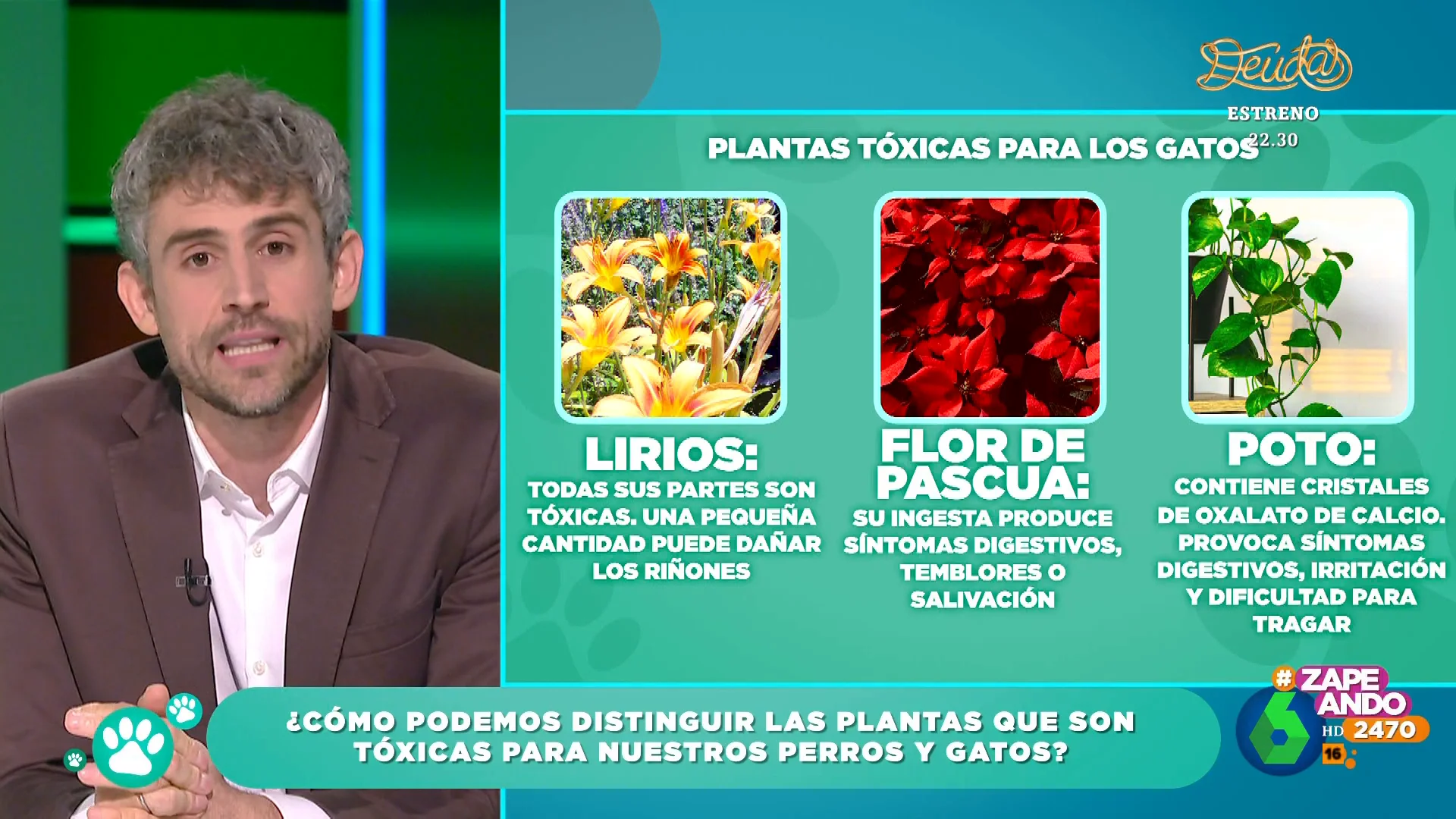 El veterinario Víctor Algra explica qué plantas debemos evitar en casa si tenemos gatos