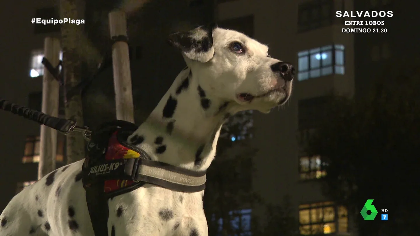 "Empezó a embestirlo": el testimonio de una mujer cuyo perro fue atacado por un jabalí en Coruña "Empezó a embestirlo": el testimonio de una mujer cuyo perro fue atacado por un jabalí en Coruña