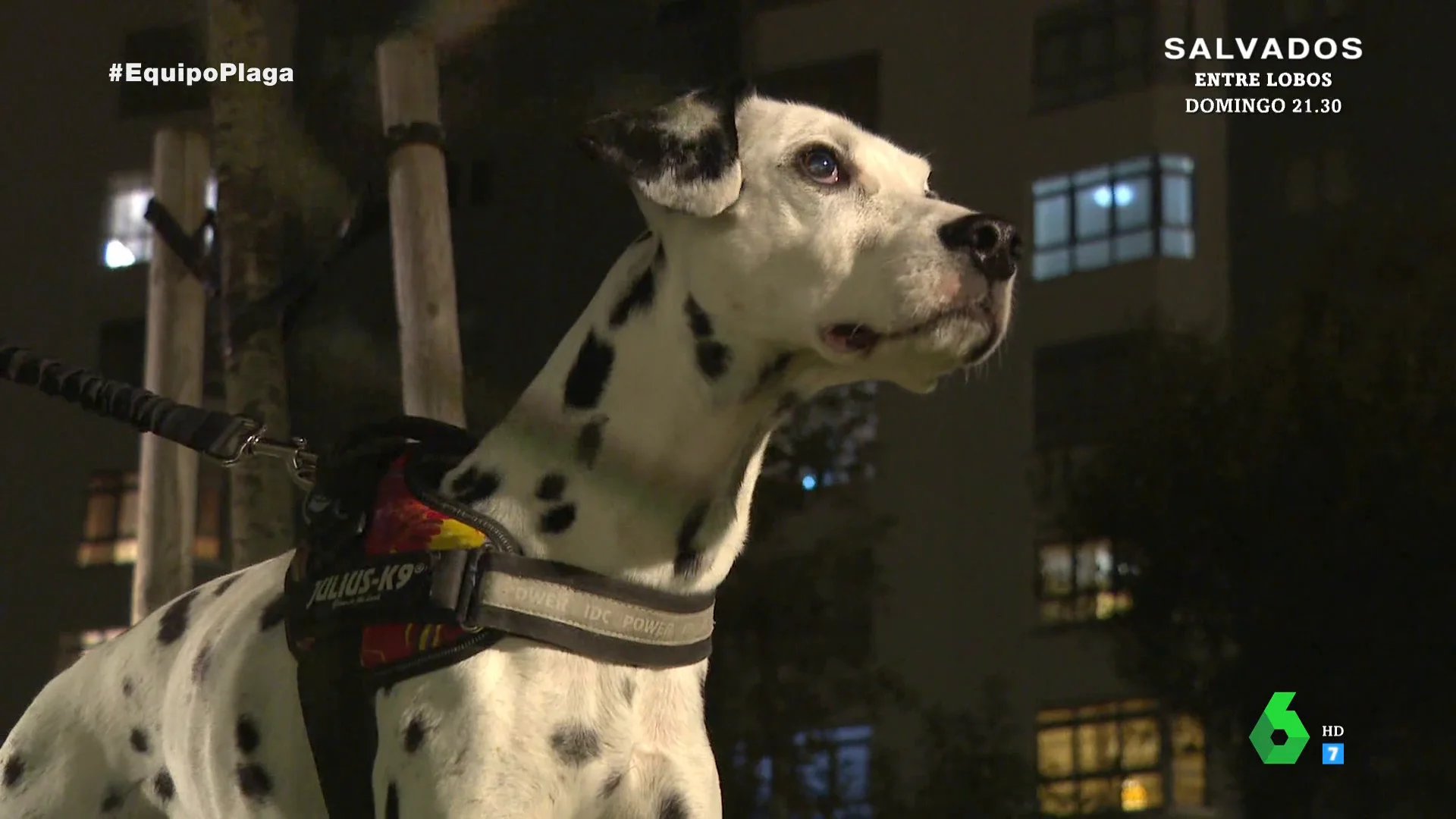 "Empezó a embestirlo": el testimonio de una mujer cuyo perro fue atacado por un jabalí en Coruña