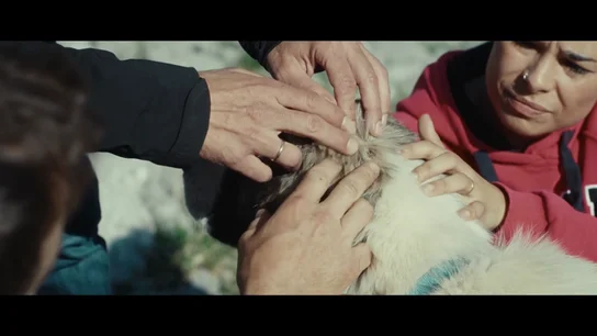 Una ganadera desvela cómo es vivir entre lobos en los Picos de Europa: "No los ves, pero los sientes" Una ganadera desvela cómo es vivir entre lobos en los Picos de Europa: "No los ves, pero los sientes"