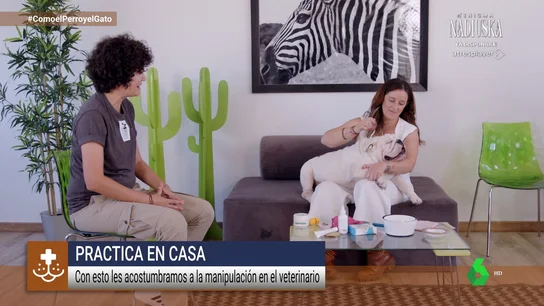 Cortar las uñas, cepillarle el pelo... ¿Cómo acostumbrar a un perro a las rutinas higiénicas en el hogar? Cortar las uñas, cepillarle el pelo... ¿Cómo acostumbrar a un perro a las rutinas higiénicas en el hogar?