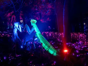 Naturaleza Encendida 2023 sobre Insectos Naturaleza Encendida 2023 sobre Insectos