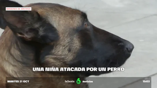Imagen de archivo de un perro. Un perro ataca a una niña de 5 años provocándole graves heridas en la cara y el cuerpo