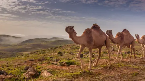 Salalah. Omán Salalah. Omán