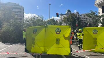 Bomberos de Madrid trabajan en el punto en el que ha caído un árbol y que ha causado la muerte de una mujer