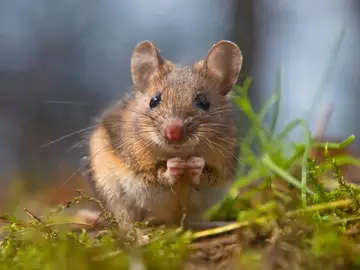 Las ratas tambien tienen la capacidad de imaginar lugares Las ratas tambien tienen la capacidad de imaginar lugares