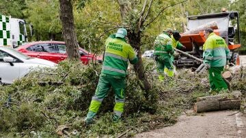 Varios trabajadores quitan un árbol caído en el parque del Oeste, a 3 de noviembre de 2023, en Madrid (España).