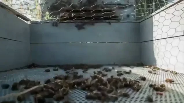 Los pesticidas acechan a las abejas y su comportamiento podría cambiar