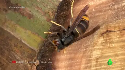 El salvaje ataque de la avispa asiática a nuestras abejas: "Las decapita"