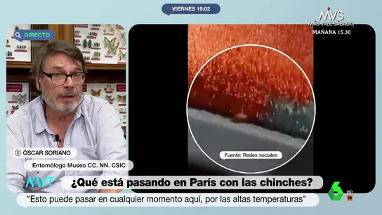 Técnicas infalibles para detectar y matar las chinches: un entomólogo las explica Técnicas infalibles para detectar y matar las chinches: un entomólogo las explica