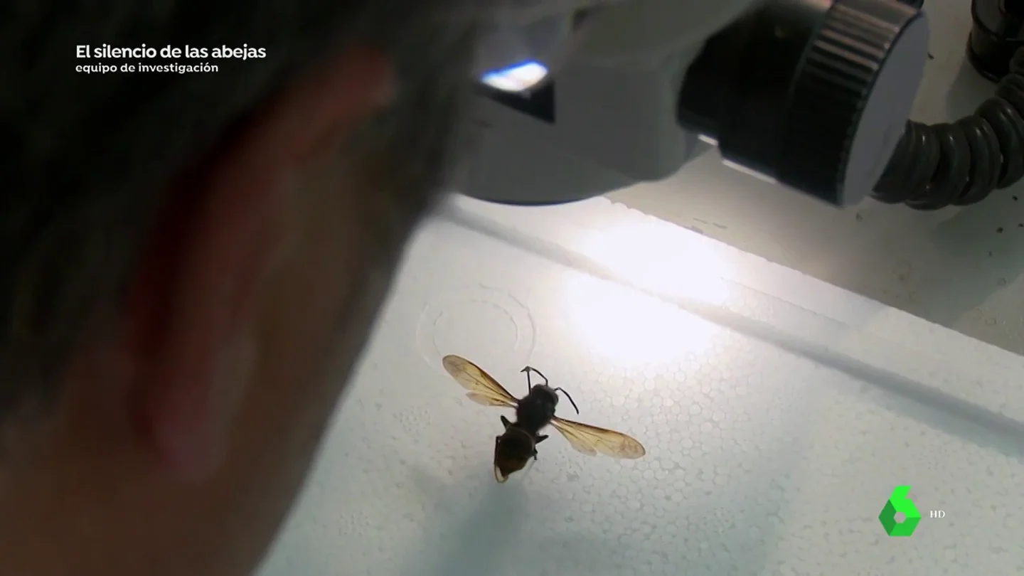 El origen del gran enemigo de nuestras abejas: "Las alarmas saltan en el mayor centro de investigación" El origen del gran enemigo de nuestras abejas: "Las alarmas saltan en el mayor centro de investigación"