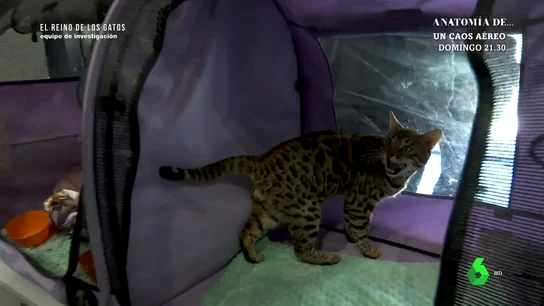 El precio de participar en certámenes felinos: hasta 20.000 euros anuales  El precio de participar en certámenes felinos: hasta 20.000 euros anuales