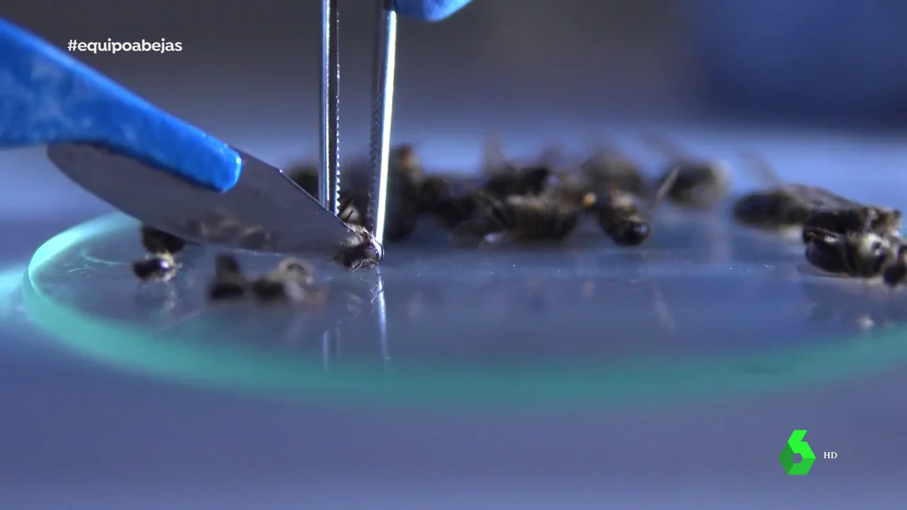 El colapso de las colmenas: ¿por qué las abejas mueren de forma masiva?