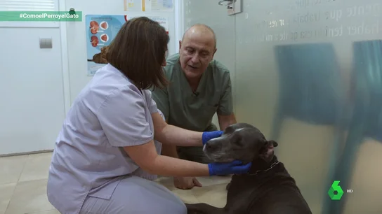 Una patología dermatológica que también afecta a nuestros perros: la piel atópica Una patología dermatológica que también afecta a nuestros perros: la piel atópica
