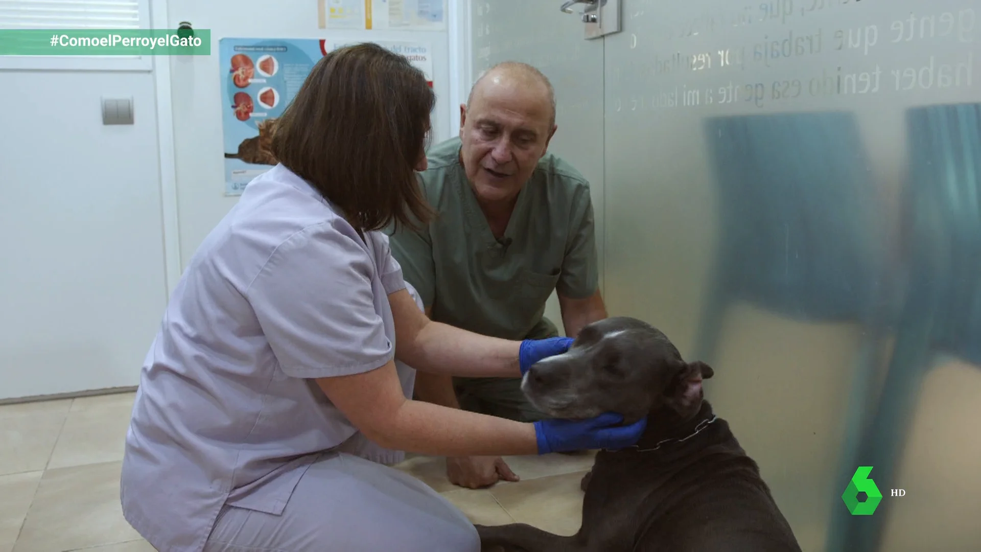 Una patología dermatológica que también afecta a nuestros perros: la piel atópica 