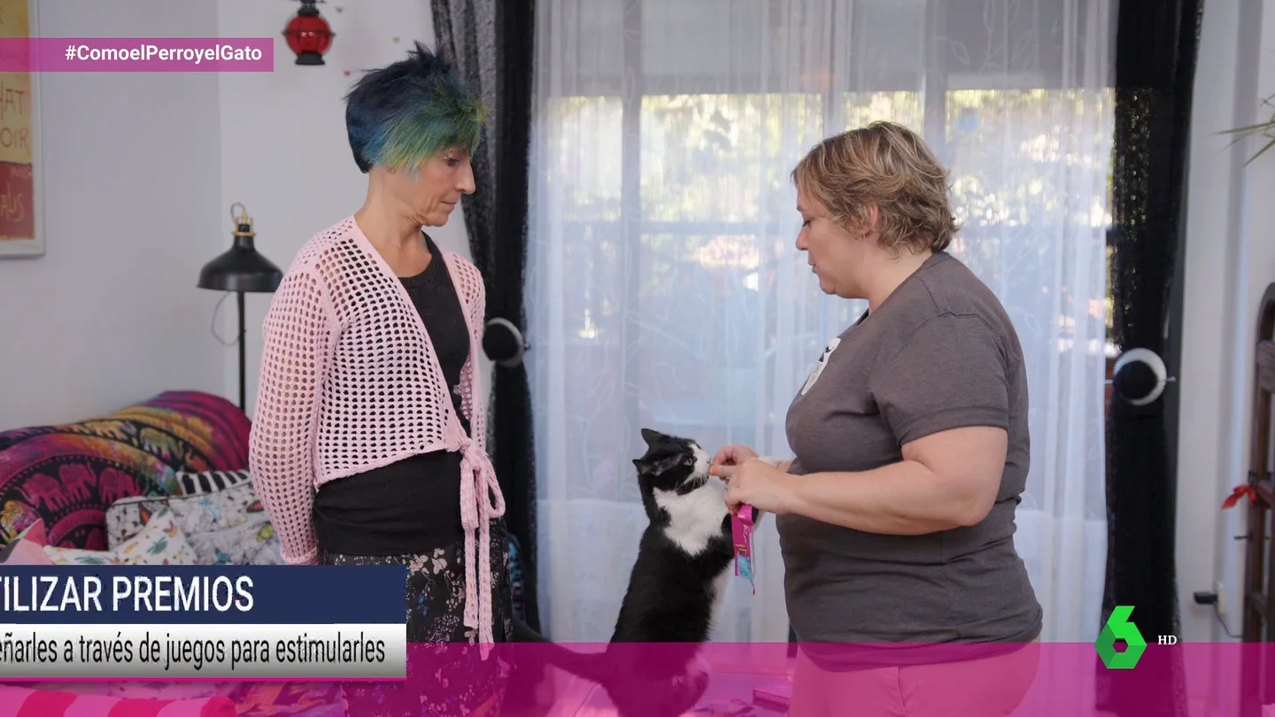 Cuando la llegada de un nuevo miembro se convierte en un conflicto felino: la agresividad entre gatos Cuando la llegada de un nuevo miembro se convierte en un conflicto felino: la agresividad entre gatos