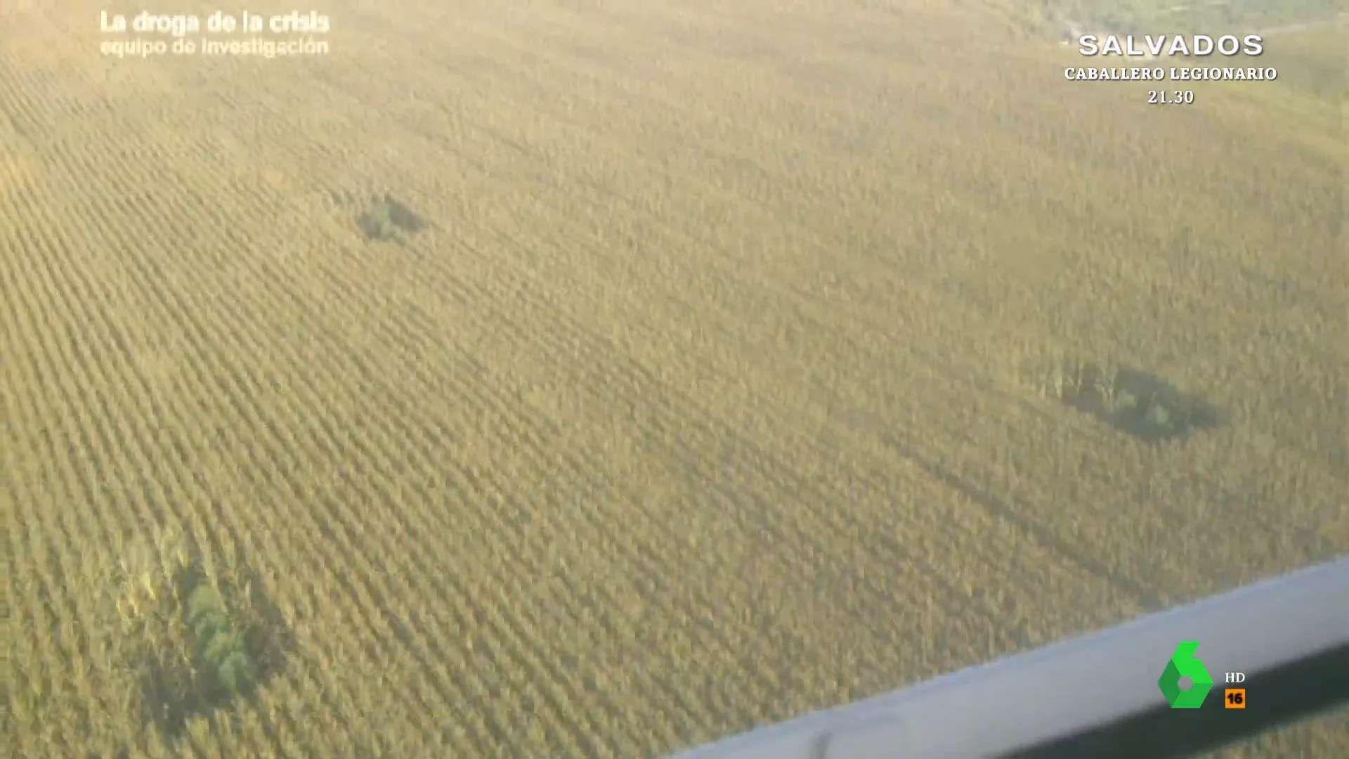 Plantas de marihuana camufladas entre el maíz: así descubre la Guardia Civil estas plantaciones ilegales