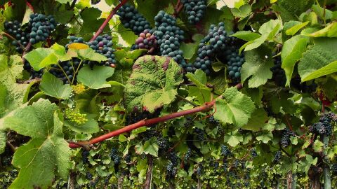 Viñedo en Bourgogne