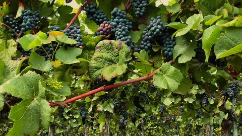 Viñedo en Bourgogne Viñedo en Bourgogne