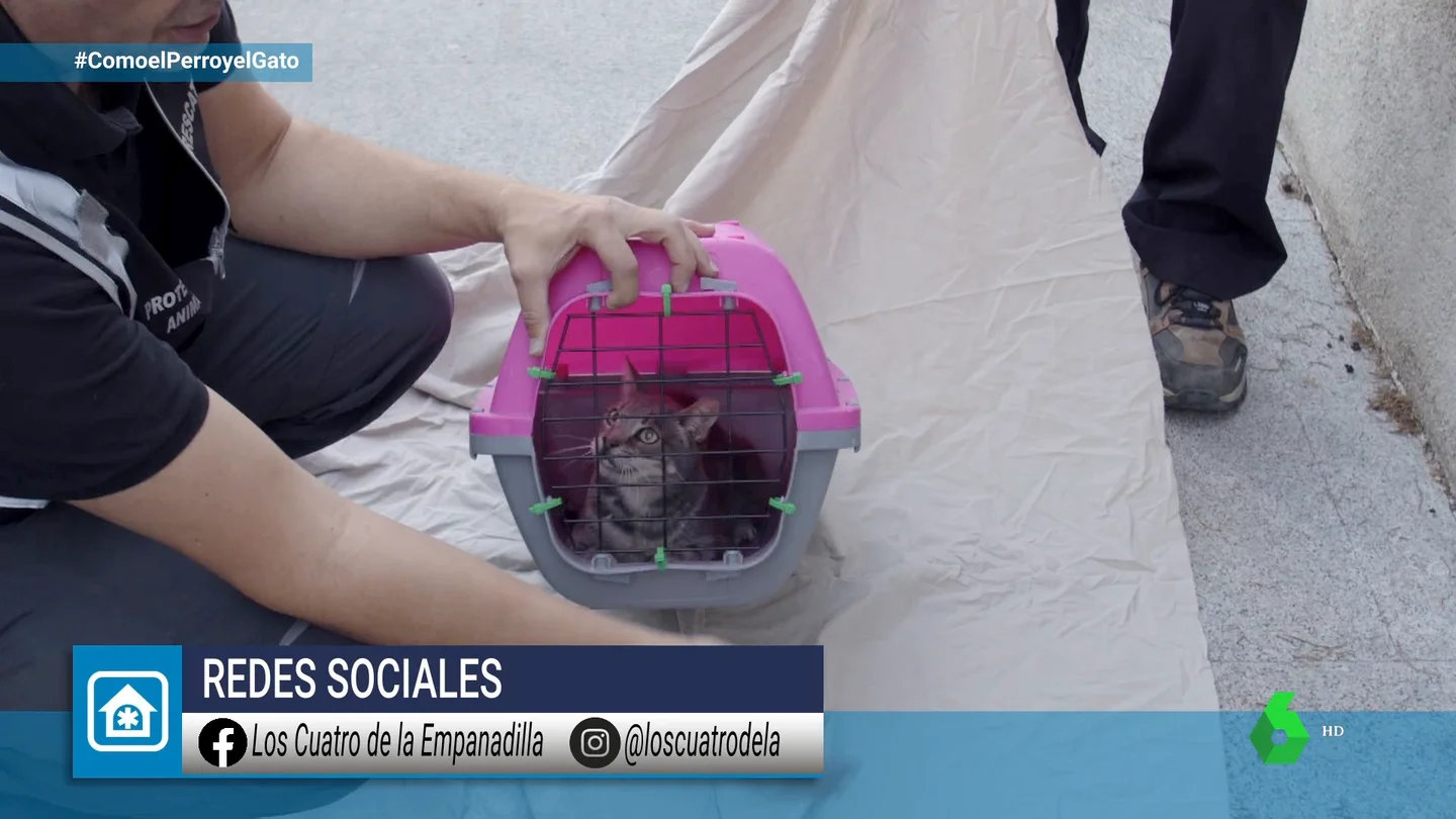 Así funcionan Los Cuatro de la Empanadilla: desde sus métodos de captura hasta cómo financian su trabajo altruista Así funcionan Los Cuatro de la Empanadilla: desde sus métodos de captura hasta cómo financian su trabajo altruista