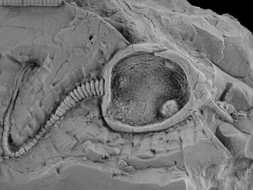 Crean un robot que reproduce el movimiento de un animal extinto hace 400 millones de anos Crean un robot que reproduce el movimiento de un animal extinto hace 400 millones de anos