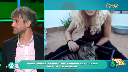 ¿Cuál es la mejor manera de limpiar el oído a nuestros gatos?: la consulta de Neus a Víctor Algra ¿Cuál es la mejor manera de limpiar el oído a nuestros gatos?: la consulta de Neus a Víctor Algra