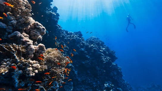 Imagen de archivo de una persona haciendo buceo. Imagen de archivo de una persona haciendo buceo.