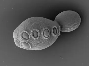 Un nuevo paso hacia la vida artificial: crean una levadura con más de la mitad de su genoma sintético Un nuevo paso hacia la vida artificial: crean una levadura con más de la mitad de su genoma sintético