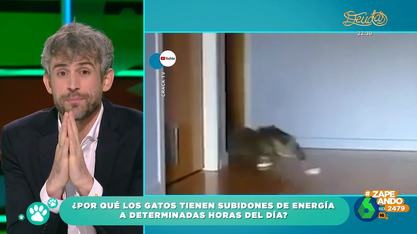 El veterinario Víctor Algra explica por qué los gatos tienen subidones de energía repentinos El veterinario Víctor Algra explica por qué los gatos tienen subidones de energía repentinos