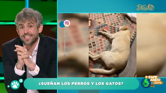 El veterinario Víctor Algra explica si los perros y los gatos tienen pesadillas El veterinario Víctor Algra explica si los perros y los gatos tienen pesadillas