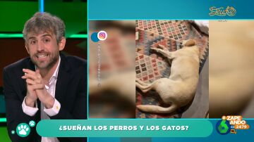El veterinario Víctor Algra explica si los perros y los gatos tienen pesadillas