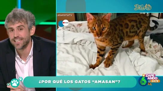 ¿Por qué los gatos amasan? El veterinario Víctor Algra cuenta a qué se debe este comportamiento ¿Por qué los gatos amasan? El veterinario Víctor Algra cuenta a qué se debe este comportamiento