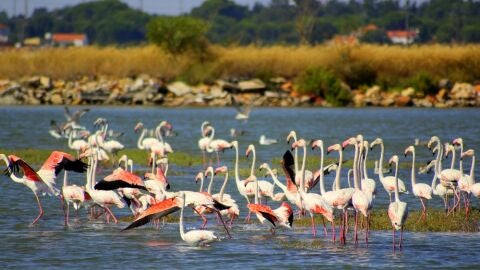 Flamencos en el estuario de Sado