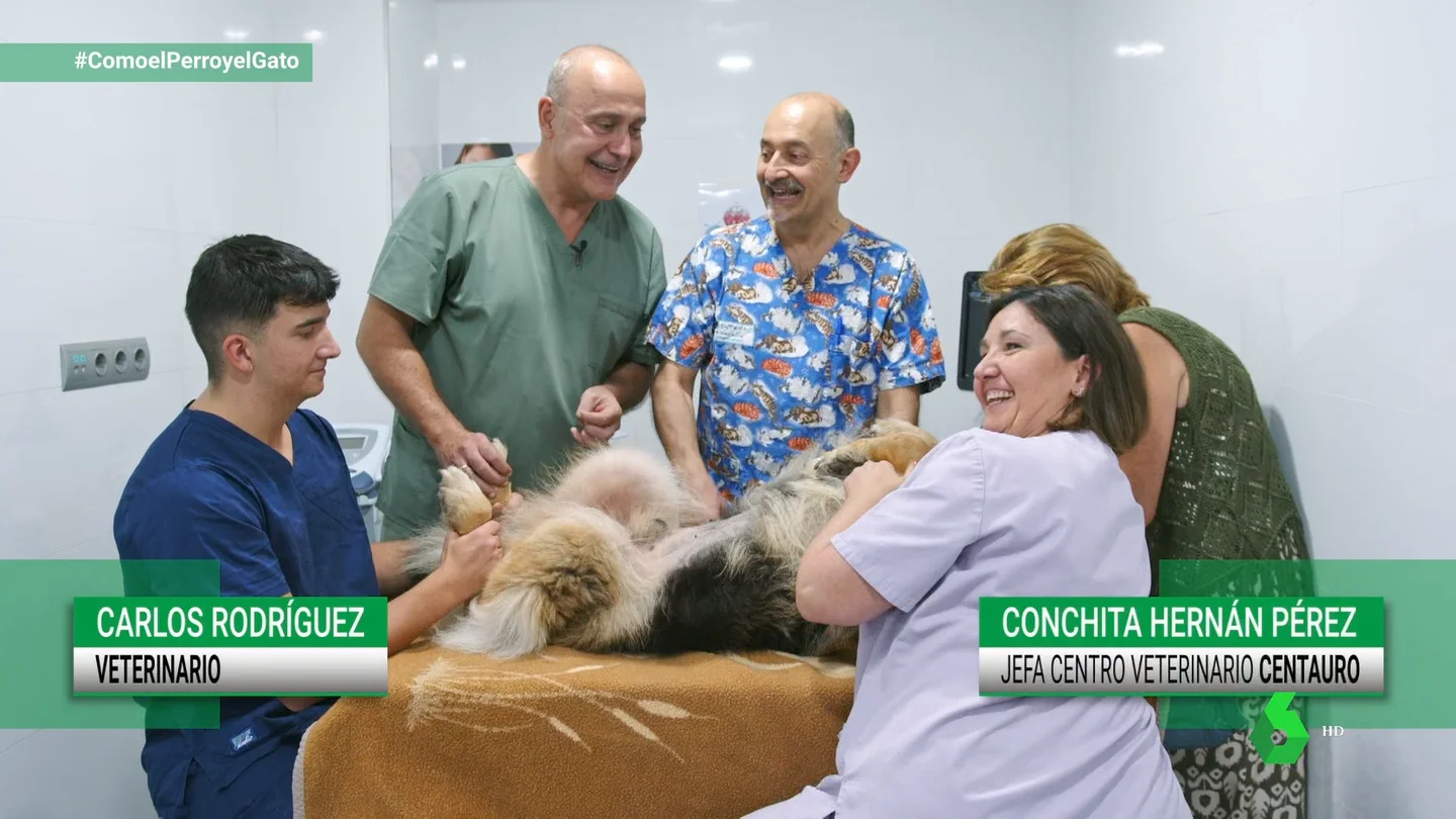 La rehabilitación y la fisioterapia no es solo cosa de humanos: la medicina alternativa en veterinaria La rehabilitación y la fisioterapia no es solo cosa de humanos: la medicina alternativa en veterinaria