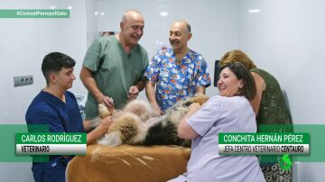 La rehabilitación y la fisioterapia no es solo cosa de humanos: la medicina alternativa en veterinaria