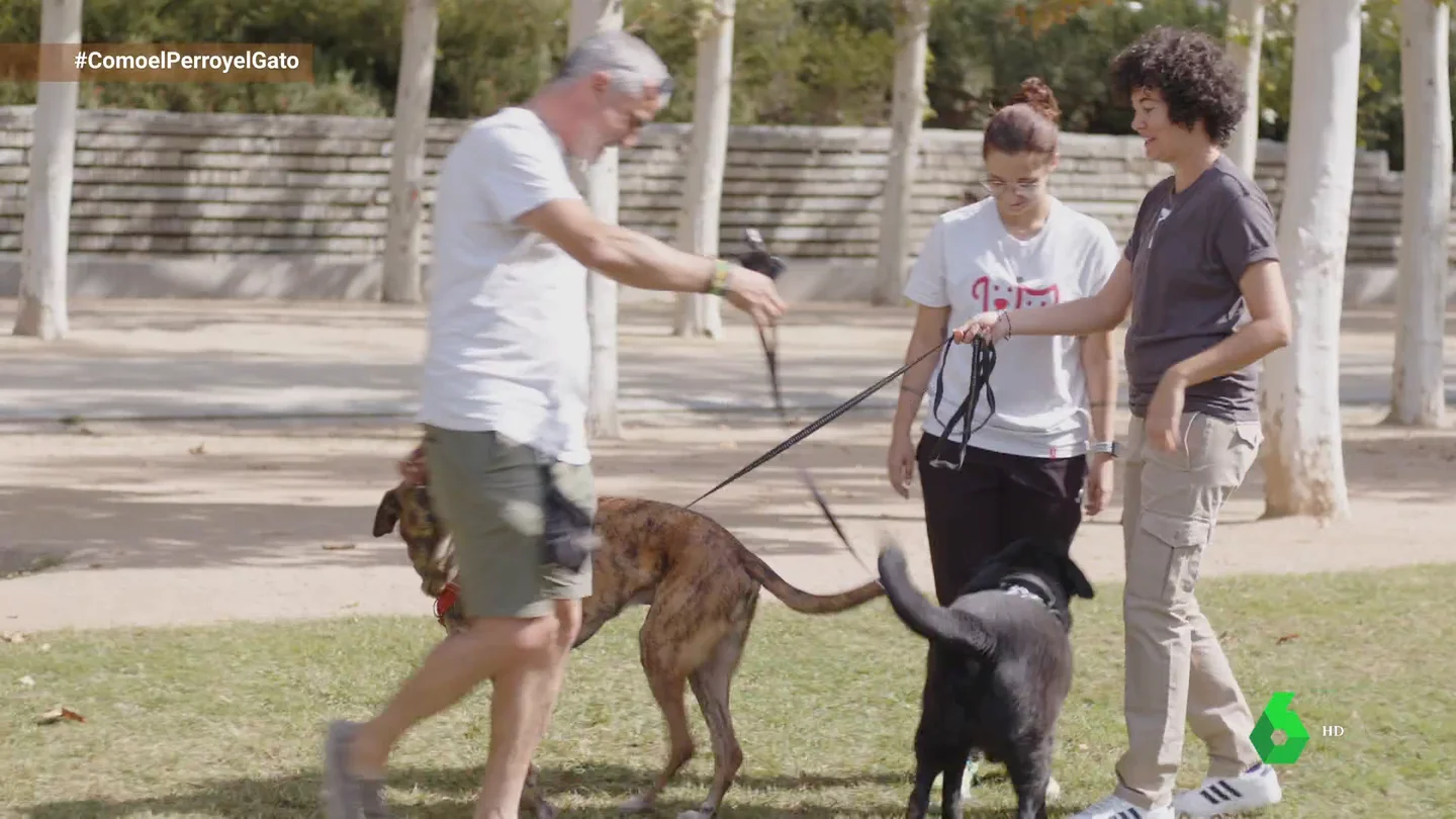 Éstas son las claves para un paseo feliz junto a nuestro perro Éstas son las claves para un paseo feliz junto a nuestro perro