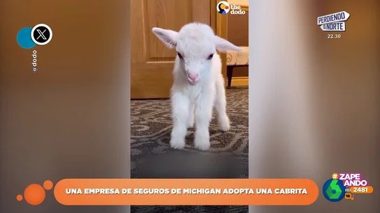 Del reino de la paz a "un auténtico desmadre": una oficina de seguros en EEUU adopta a una cabrita Del reino de la paz a "un auténtico desmadre": una oficina de seguros en EEUU adopta a una cabrita