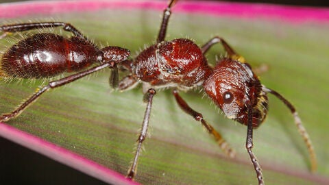 Hormiga bala