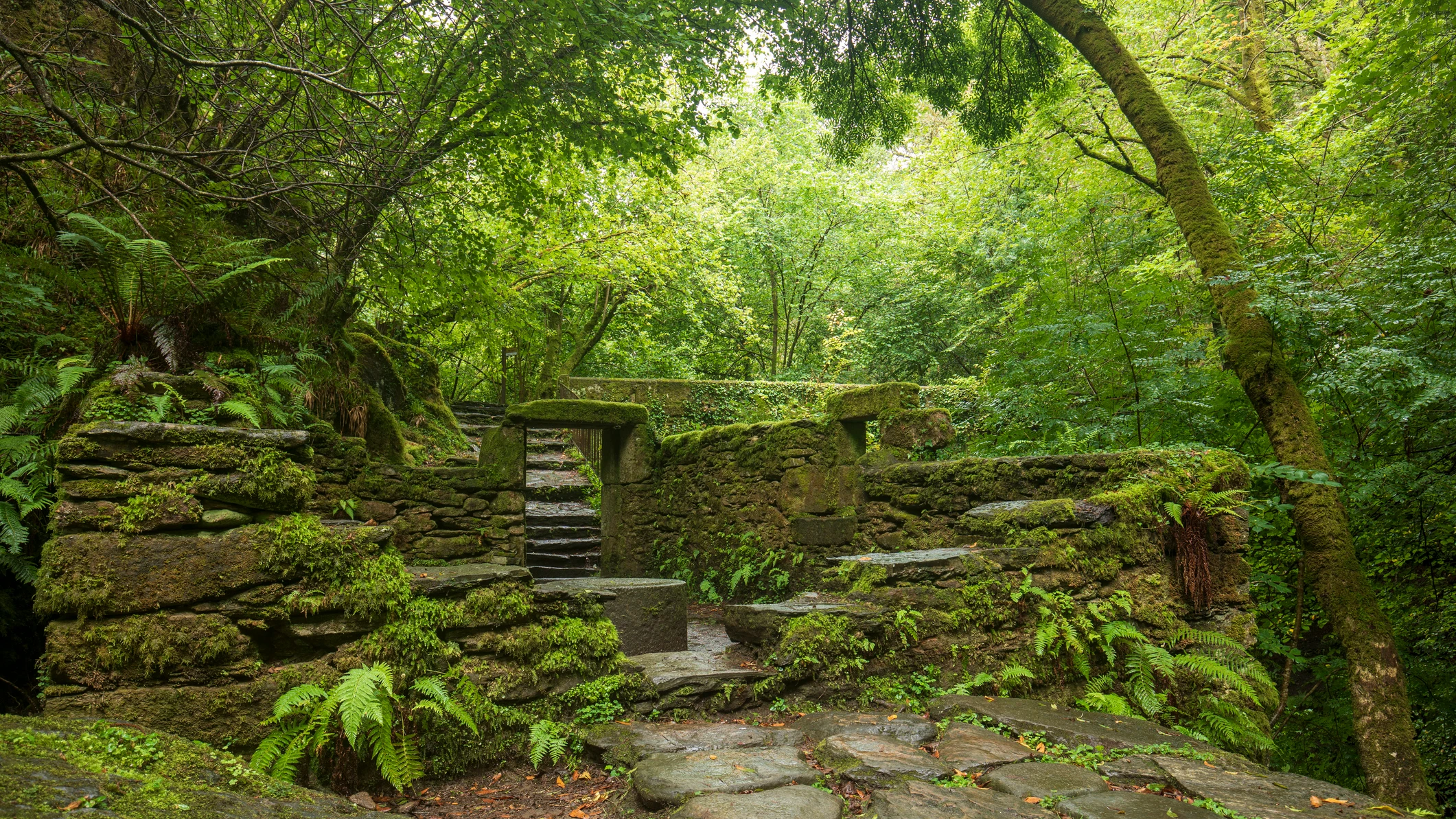 Parque Natural de Fragas do Eume en Galicia