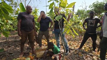 "Queremos dar lecciones y somos responsables": la desolación de Enviado Especial al descubrir cómo nos llega el cacao