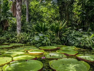 Amazonas Amazonas
