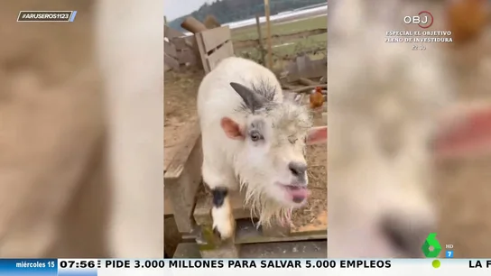 El divertido vídeo viral de la cabra que, efectivamente, está como una cabra El divertido vídeo viral de la cabra que, efectivamente, está como una cabra