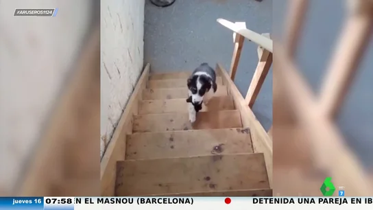 El perro que siempre se cae subiendo las escaleras perros arus