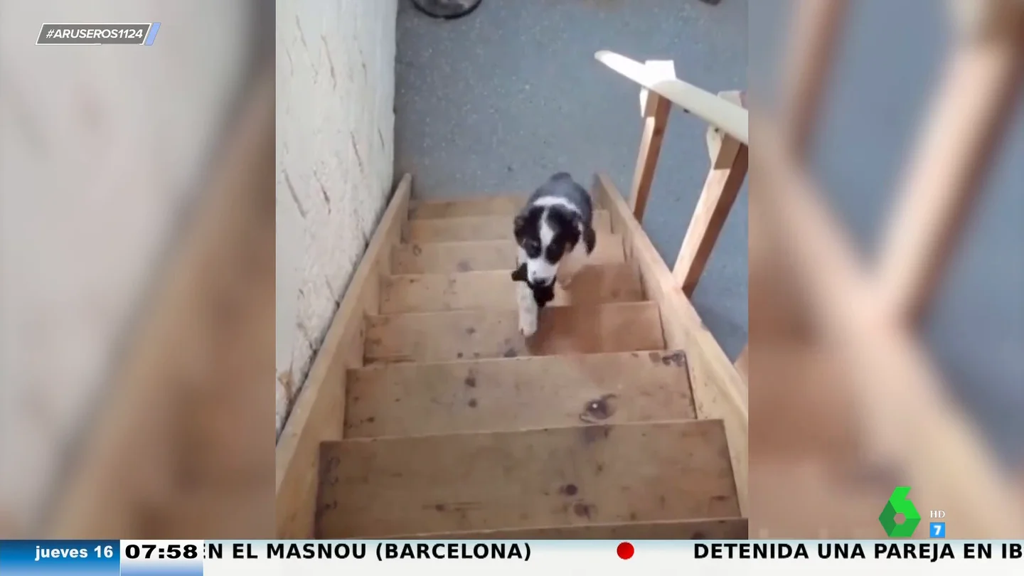 El perro que siempre se cae subiendo las escaleras perros arus