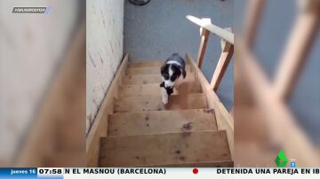 El perro que siempre se cae subiendo las escaleras