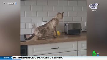 El tremendo susto que se pega un gato cuando las tostadas salen disparadas de la tostadora