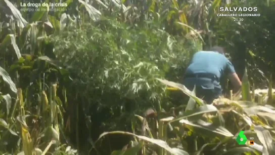 Equipo de Investigación descubre con la Guardia Civil una plantación de marihuana oculta entre el maíz Equipo de Investigación descubre con la Guardia Civil una plantación de marihuana oculta entre el maíz