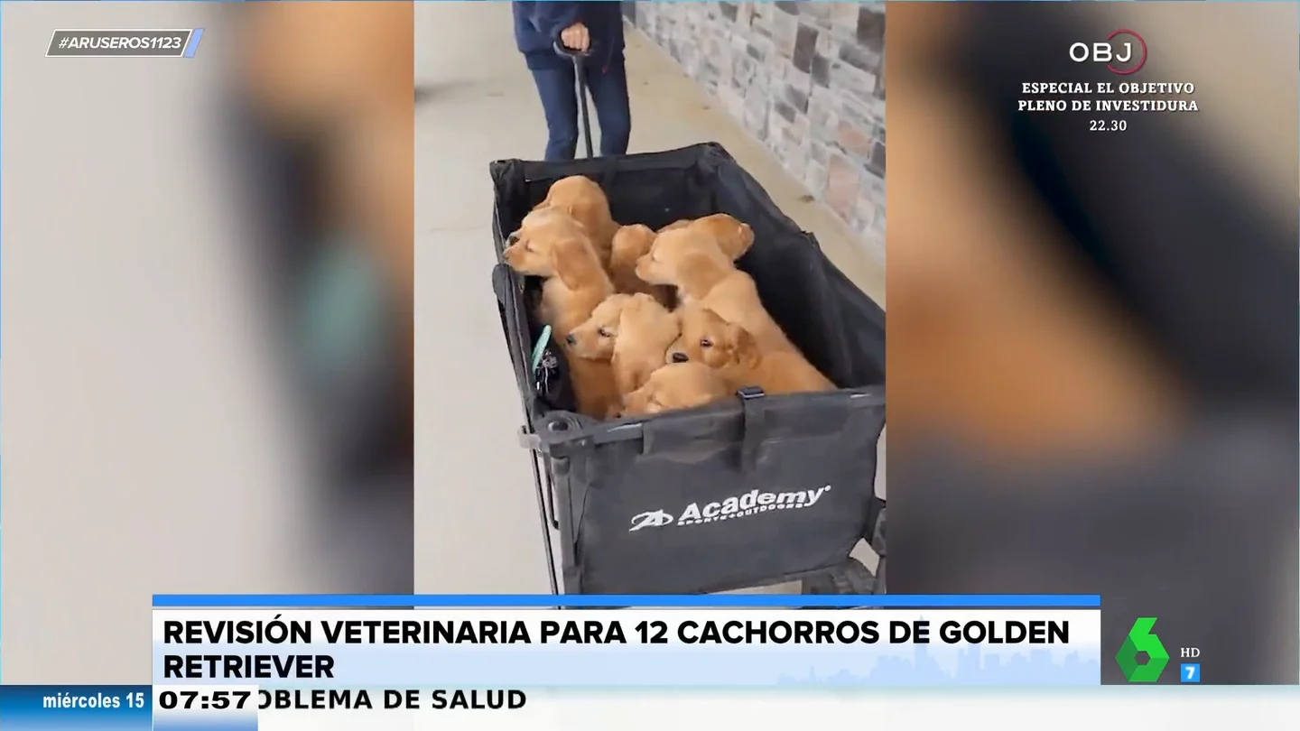 12 cachorros de Golden retriever van al veterinario cachorros golden veterinario