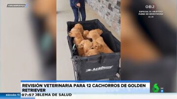 12 cachorros de Golden retriever van al veterinario